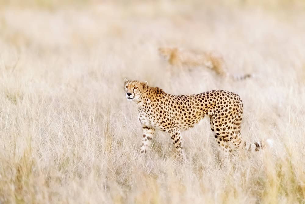 cheetah