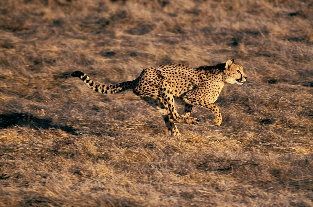 Cheetah Running In The Wild