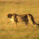 Slow pan of cheetah walking across grassland