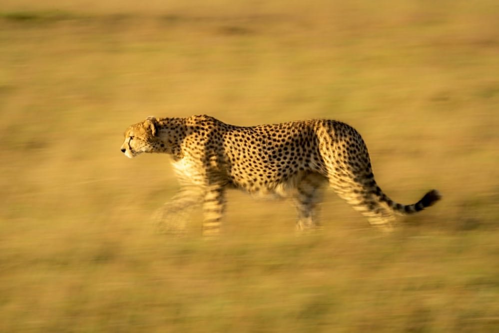 Slow pan of cheetah walking across grassland