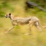 Slow pan of female cheetah among bushes