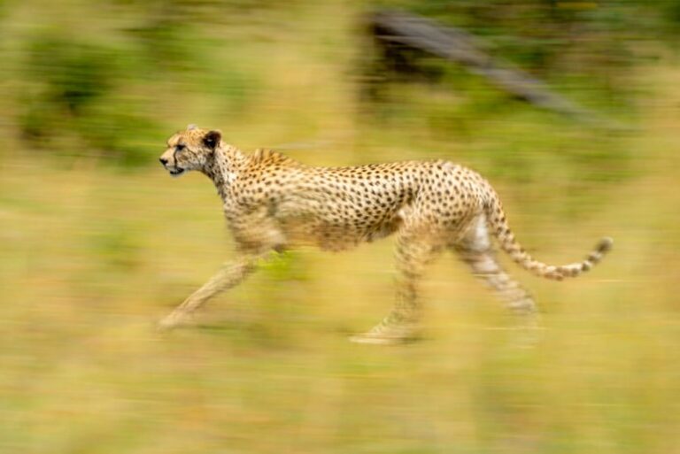 Slow pan of female cheetah among bushes
