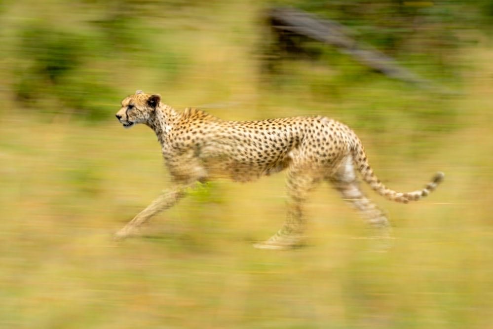 Slow pan of female cheetah among bushes