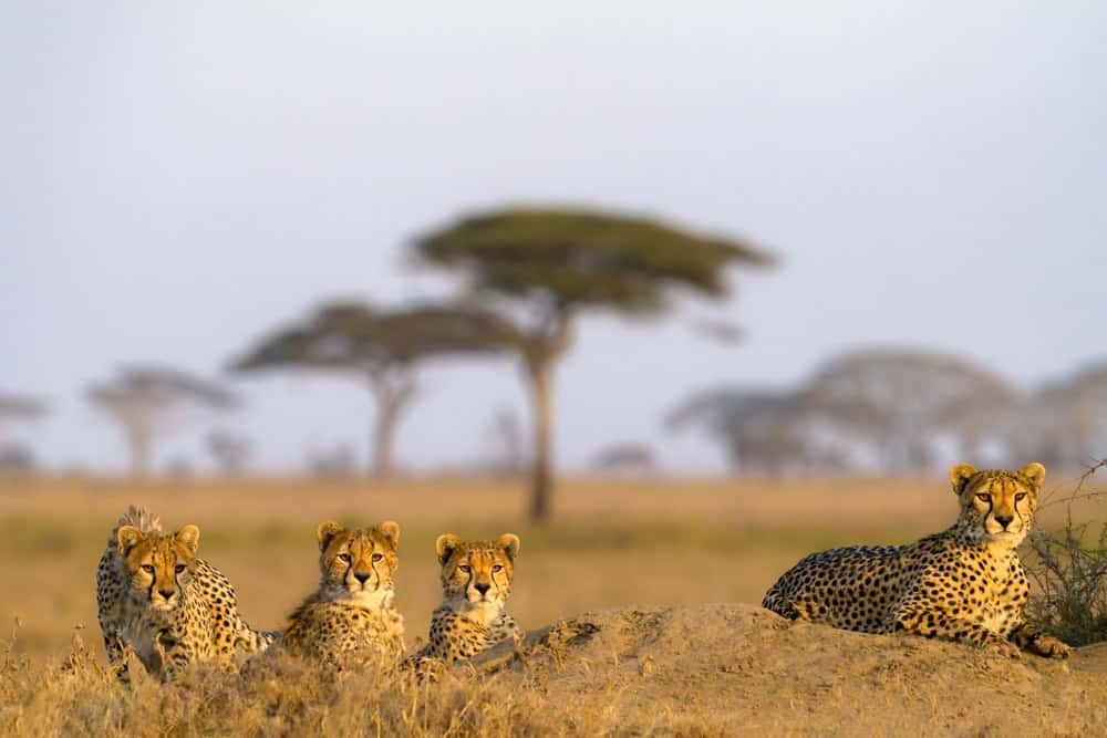 Cheetah male walking and looking for prey