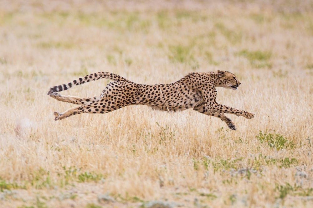 Cheetah