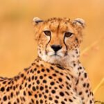 Male cheetah in Masai Mara