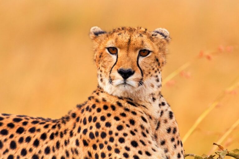 Male cheetah in Masai Mara