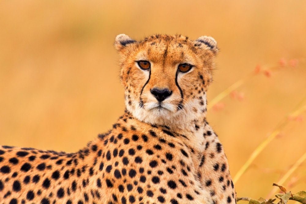 Male cheetah in Masai Mara