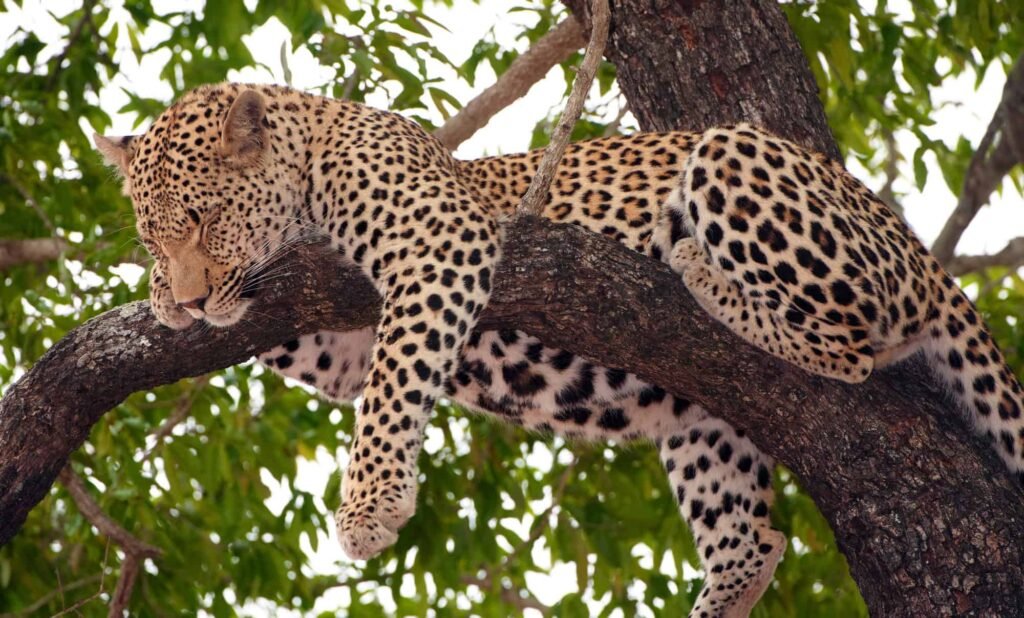 Leopard sleeping in a tree