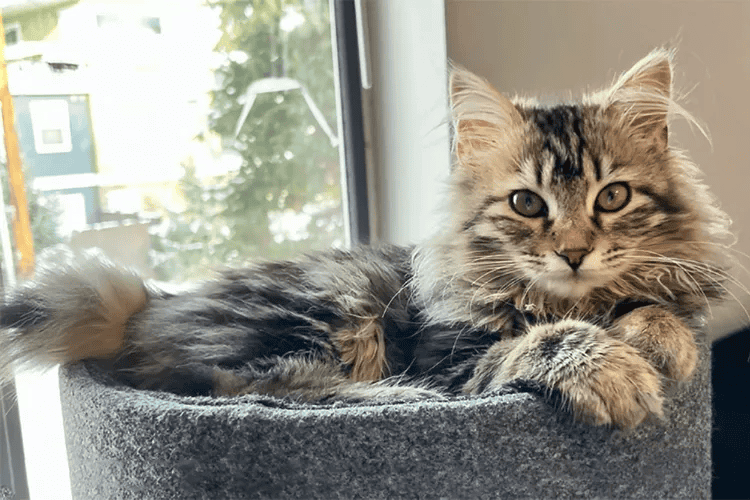 american bobtail