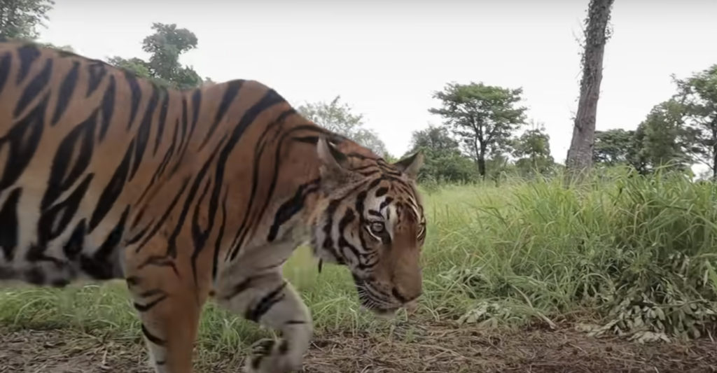 tiger