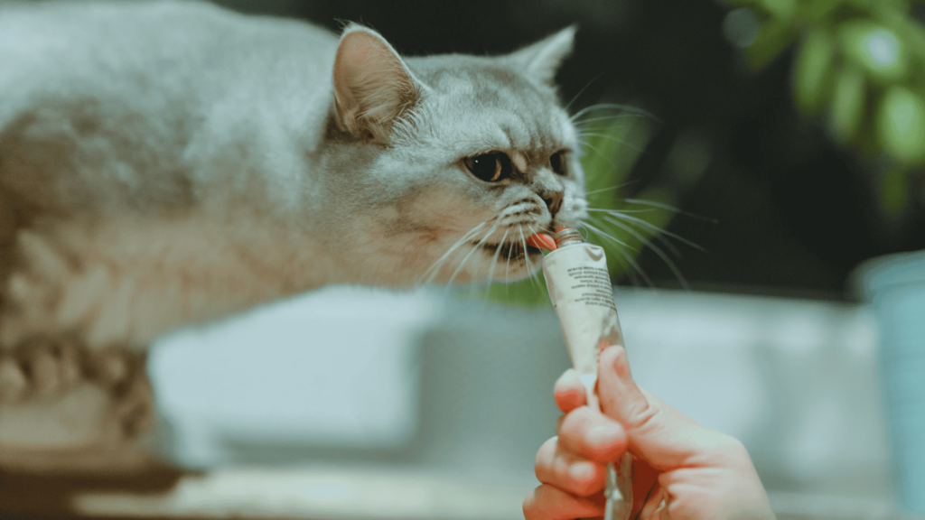 A cat having a treat
