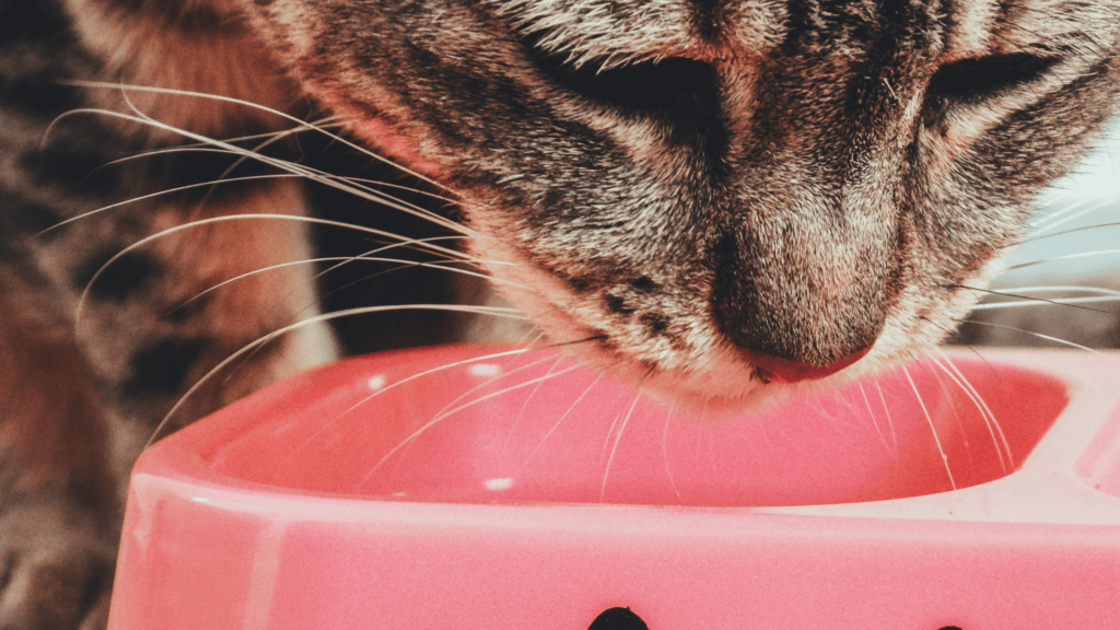 Close up of cat eating
