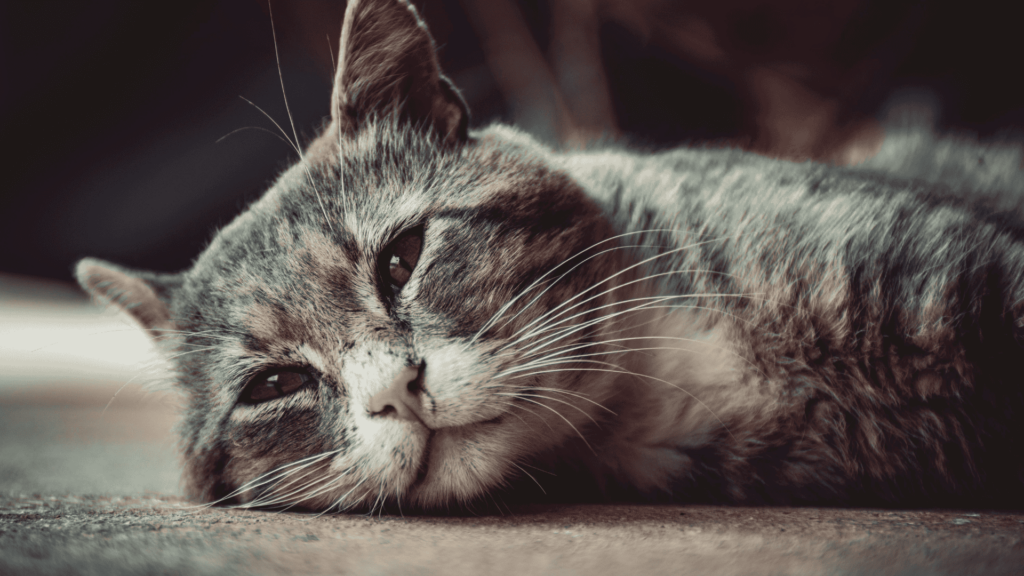 Cat lying down