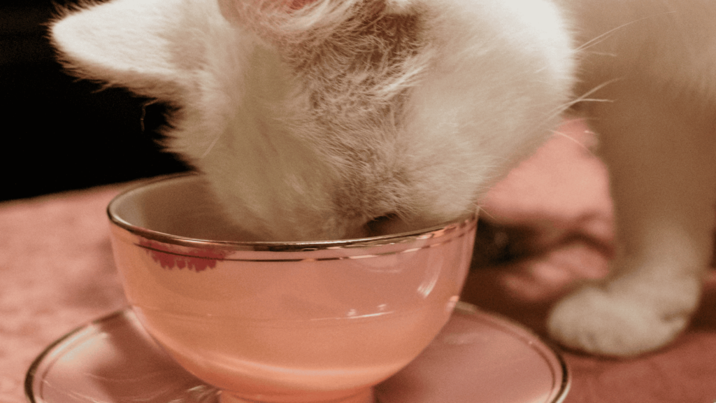 White cat drinking from teacup