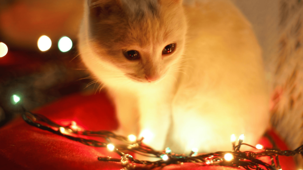 Cat sitting next to Christmas lights