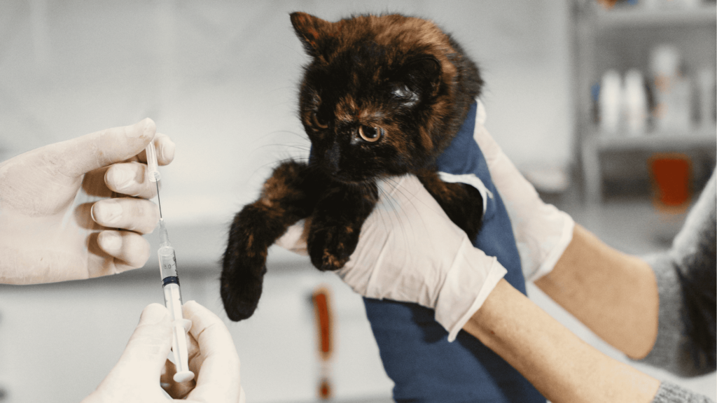 Cat at the vet