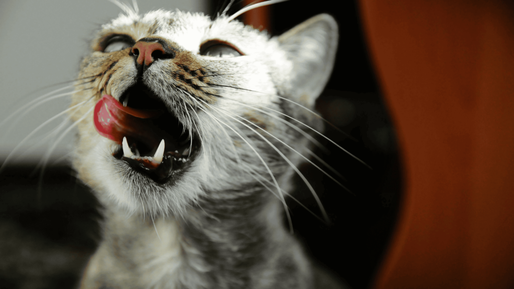 Cat with mouth open