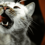 Cat with mouth open