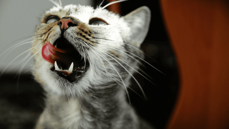 Cat with mouth open