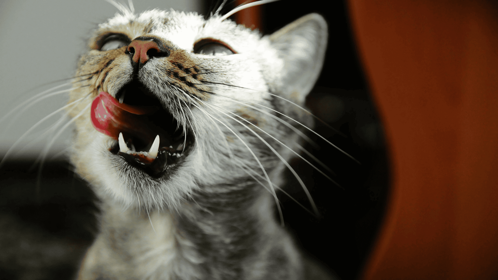 Cat with mouth open