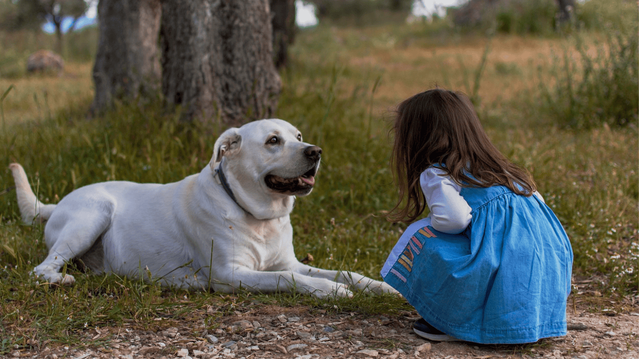 Little girl and Labrador