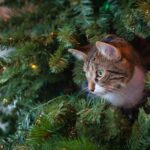 Cat in Christmas tree