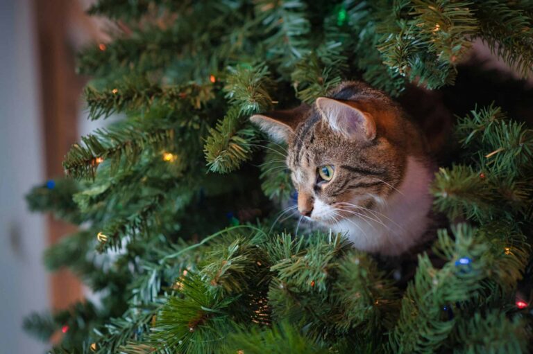 Cat in Christmas tree