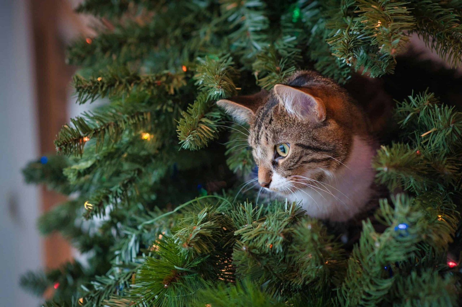 Cat in Christmas tree