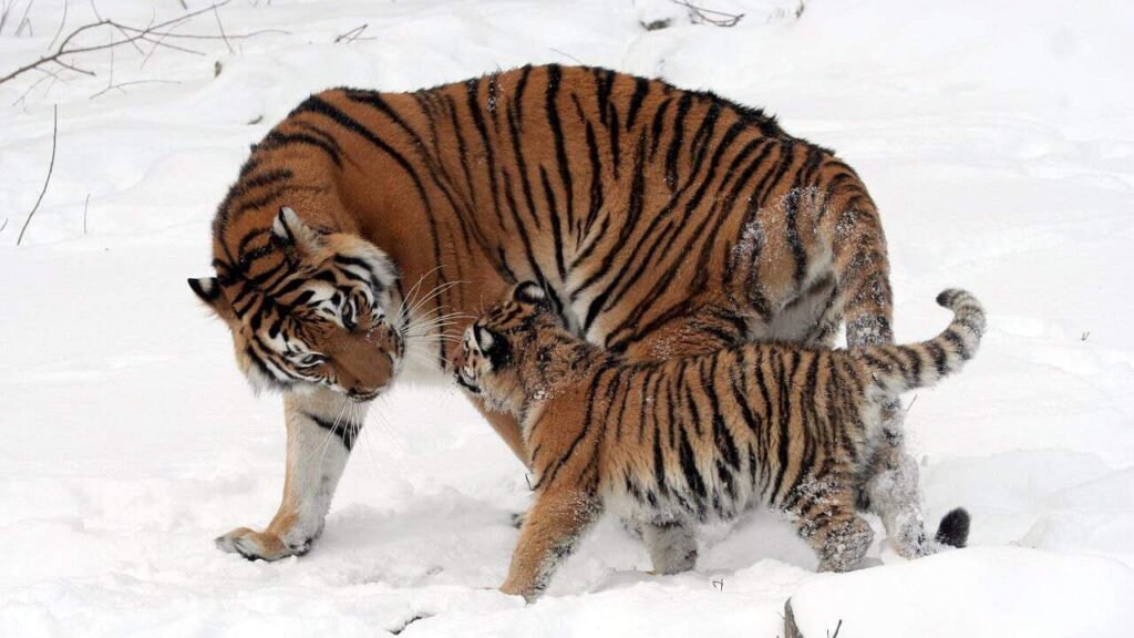 siberian tiger