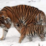 siberian tiger