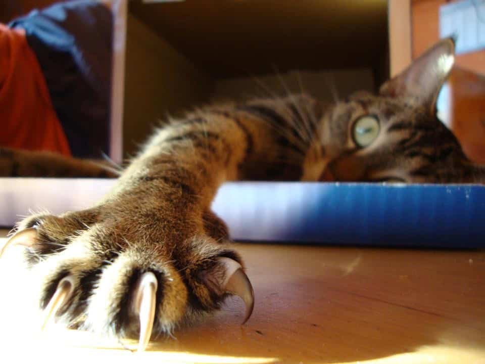 Cat claws.