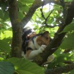 Cat climbs a tree and sharpens its claws.