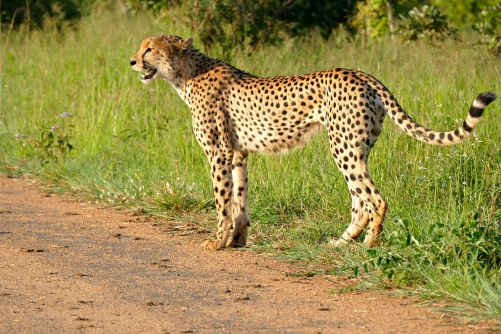 Cheetah spotted at H10 Road North of Lower Sabie, Kruger NP, SOUTH AFRICA