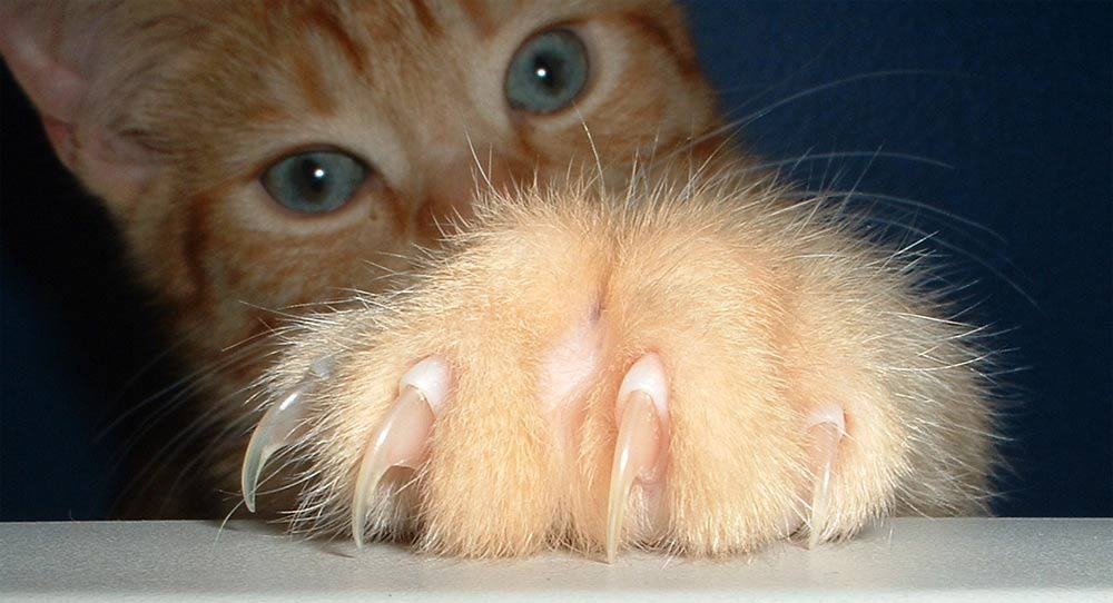 Close-up of cat claws.