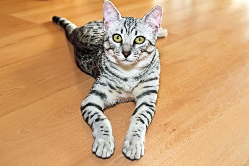 Egyptian Mau