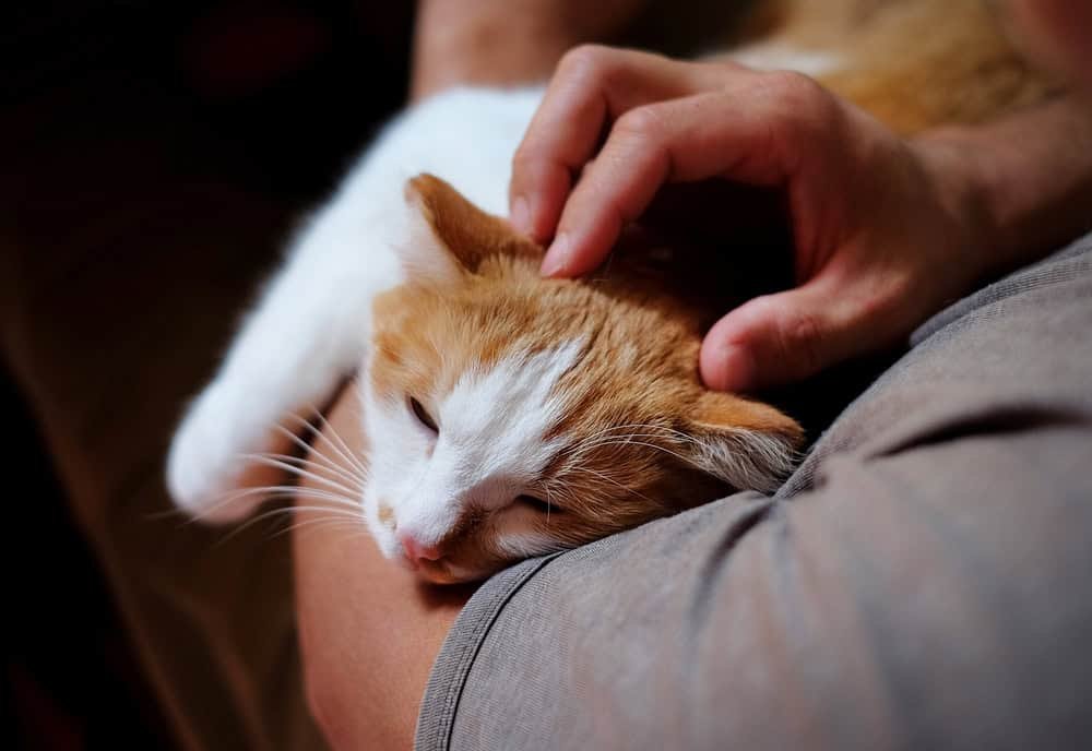 A human petting a cat