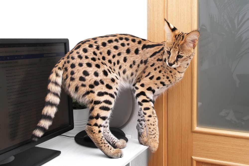 Domesticated kitten Serval Ashera Savannah in the apartment