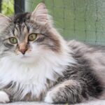 Male of siberian cat