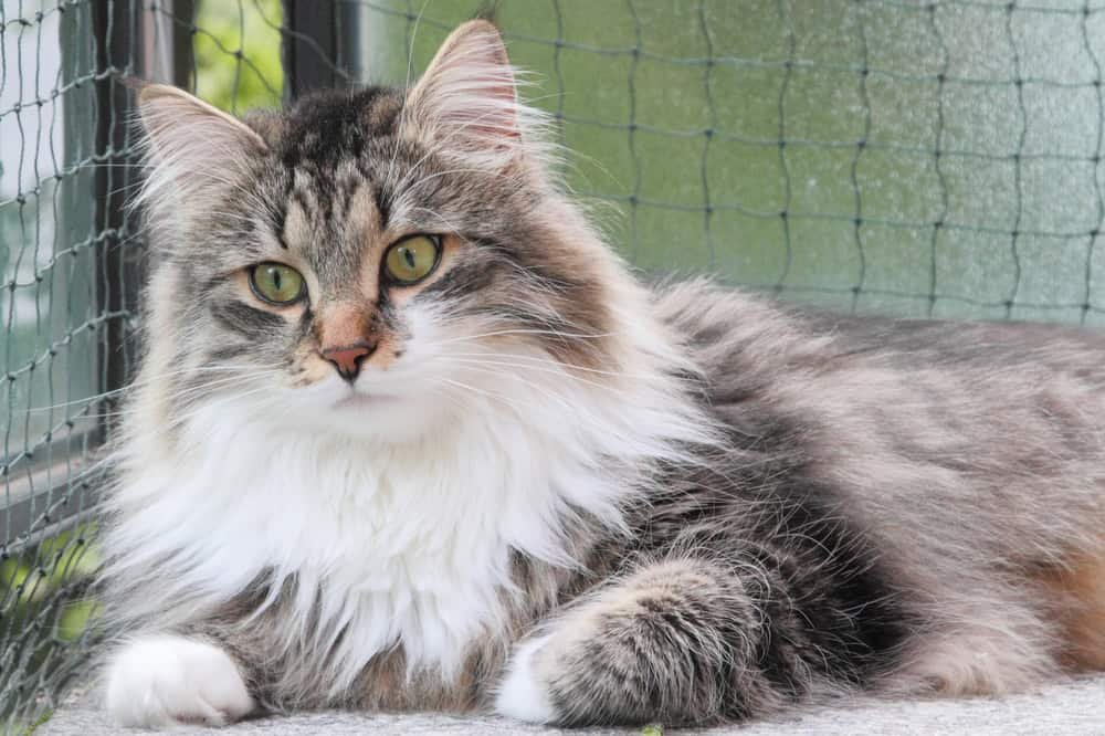 Male of siberian cat