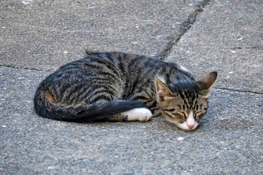 A cat sleeping outdoor.