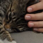 Small kitten sitting on a girl's lap. Stroking and hugging mascot, pet.
