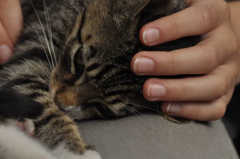 Small kitten sitting on a girl's lap. Stroking and hugging mascot, pet.