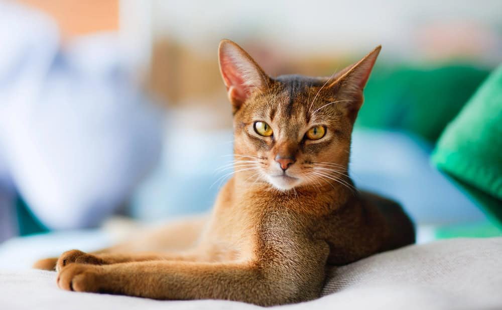 cat