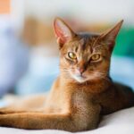 Young Abyssinian cat in action