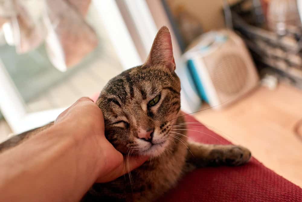 A closeup shot of a person's hand petting a cute cat
