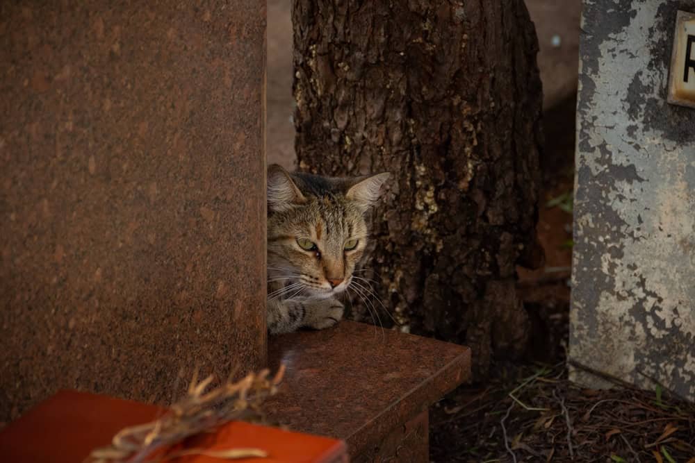 Face of tabby cat among marble stones in cemetery.