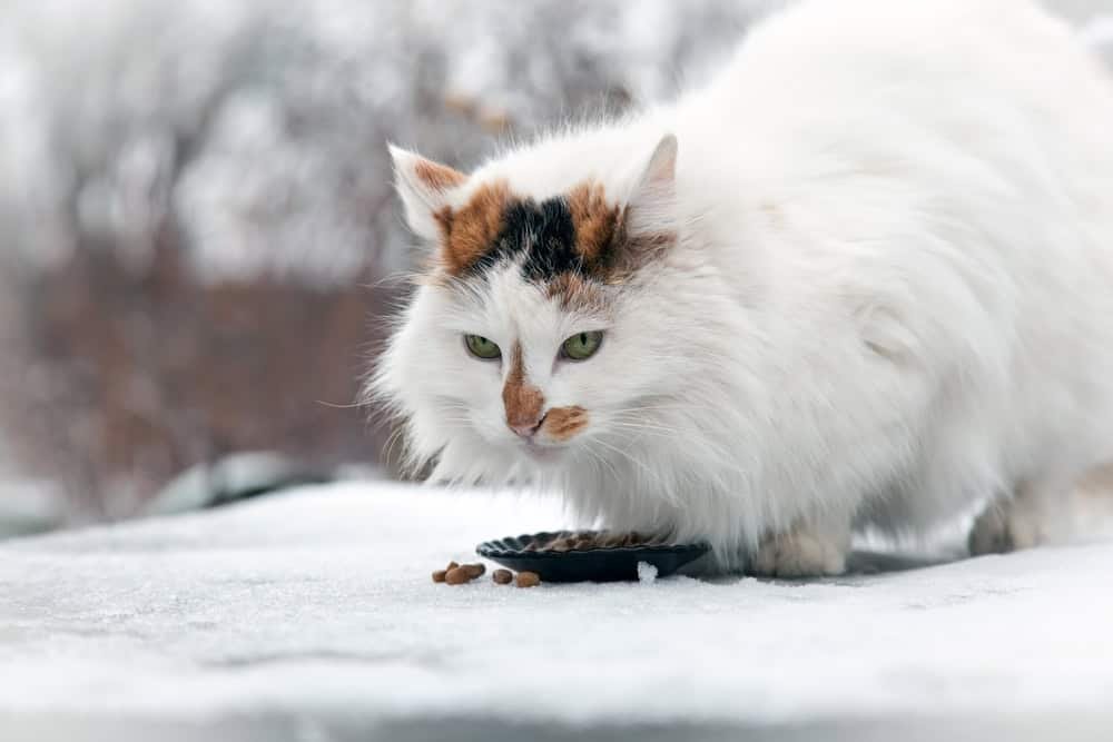 The cat of the Turkish van breed walks in the yard and eats its food