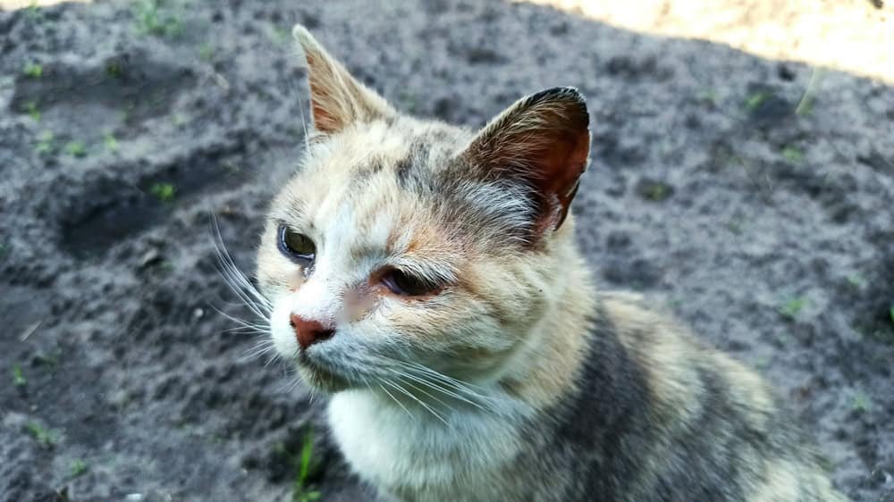 wild cat on the street-close-up