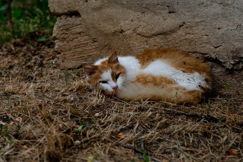 A cat lying